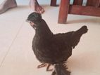 Bantam Chicks