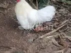 Bantan Hen