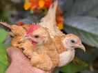 Bantem Chickens