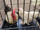 Bantam