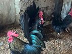Bantam Chickens