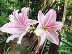 Barbados Lily මල් පැල විකිණීමට ඇත....