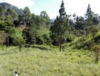 Bare Land for Sale in Aissawella - Puwakpitiya