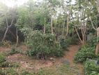Bare Land For Sale In Kalubowila - CL744