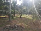 Bare Land for Sale in Kochchikade