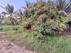 Bare land for sale in meegoda wataraka