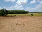 Bare Land For Sale in Piliyandala Gonapola Halapitiya