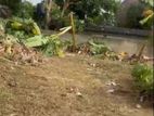 Bare Land For Sale In Wattala - CL905