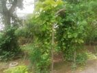 Bare Land For Sale In Wellawatta Colombo 6 Ref ZV834