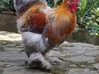 Brahma Chicken