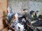 Rooster Chicks