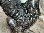 Barma Chicks