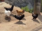 Bantam Chicken