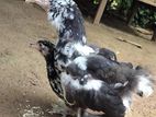 Brahma Chicks