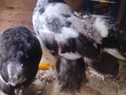 Brahma Chicken
