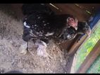 barma chick