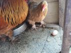 Country Chicken