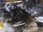 Brahma Chicken