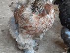 Brahma Chicken