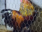 Brahma Chicken