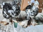 Brahma Mottled Baby