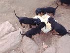 Dashound Puppies