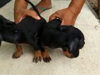 Dachshund Puppy
