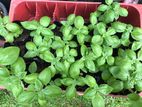 Basil Herbal Plants