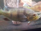 Peacock Brass Fish