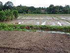 Battaramulla paddy field facing land for sale .