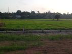 Battaramulla paddy field facing land for sale .