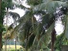 Battaramulla - paddy field view 8.5 perch land for sale .