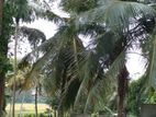Battaramulla - pelawatha paddy field view 8.50 perch land for sale