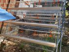 Battery Cage Chicken