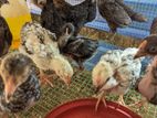 Chicks