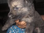 German Shepherd Puppy