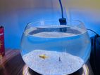 Bowl Fish Tank with