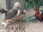 BB Red Oge Bantam Chicken