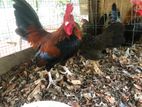 Red Oeg Bentam Chicken