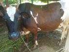 Male Cow