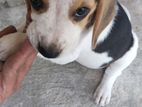 Beagle Puppy Male