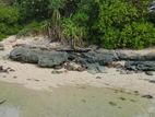 Beach Front Land for Sale, Mirissa