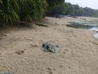 Beach Front Land for Sale Mirissa