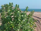 Beach Front Land for Sale in Kuchchaveli