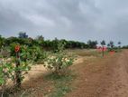 Beach Front Land to Sell in Arugambay