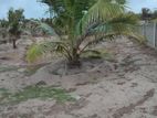Beach Side Land for Sale Mannar
