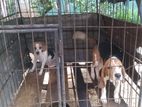 Beagal Puppy