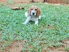 Beagle Puppy