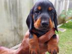 Dachshund Puppy