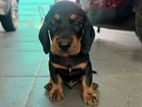Beagle / Dachshund Cross Puppies